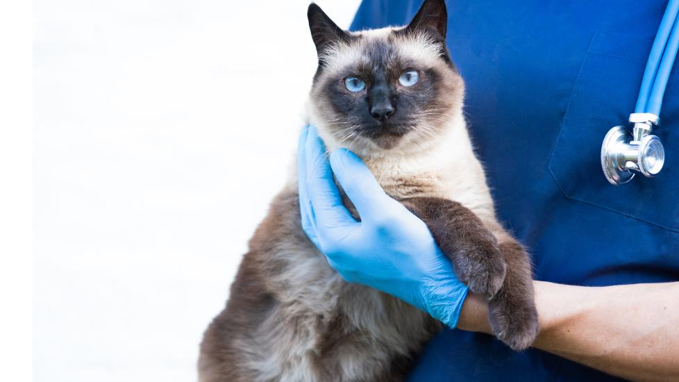A cat is held by a veterinarian.
